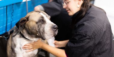 Gespecialiseerde dierenverzorging